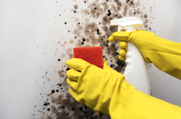 Best Localized Mold Remediation (e.g., coastal areas, humid climates) in Prairie Du Chien, WI