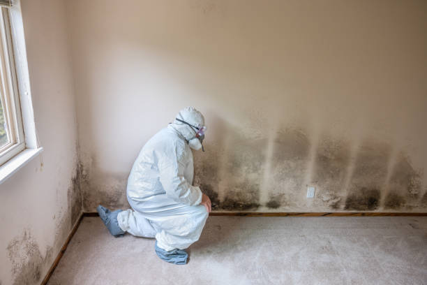 Professional Mold Remediation in Prairie Du Chien, WI